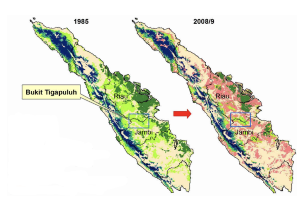 Carte montrant la perte de forêt (en rose) dans l’écosystème forestier de Bukit Tigapuluh (chevauchant les provinces de Jambi et Riau) et sur l’île de Sumatra dans son entièreté entre 1985 et 2008-2009. | Source: Eyes on the Forest