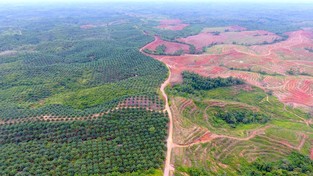 Area planted with rubber and oil palm (left) and freshly deforested and terraced for rubber plantations (right) in the LAJ concession at Jambi (Suamtra) in January 2022. | Source : Tempo.