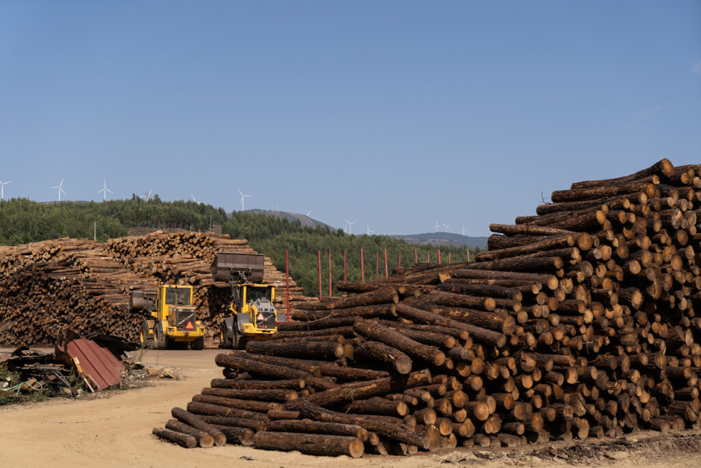 Davide Mancini Eucalyptus Portugal deforestation logs cut trees
