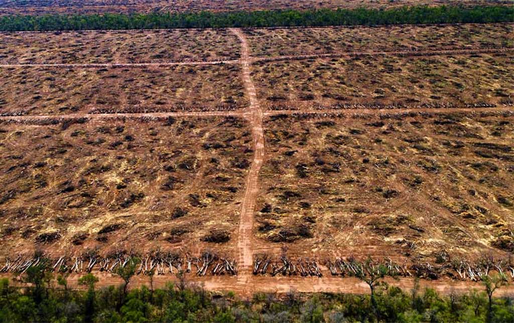 Illegal forest clearance in the Gran Chaco as seen from the air in Argentina. Image by Jim Wickens, Ecostorm via Mighty Earth.
