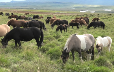 Mares and foals grazing on a blood farm pasture in Northern Iceland, 6th August 2022 (photo: Animal Welfare Foundation / Tierschutzbund Zürich)
