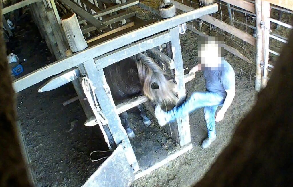 A mare being kicked in the face by the farmer on a blood farm in Southern Iceland, 20th August 2023 (Photo: Animal Welfare Foundation / Tierschutzbund Zürich)
