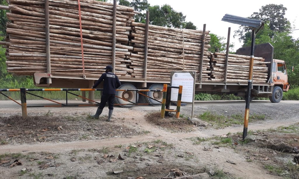 Transporte de madera talada en la concesión LAJ en febrero de 2022. | Foto : Abdul Manan/Tempo