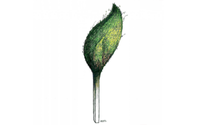 tree moro cartoonmovement