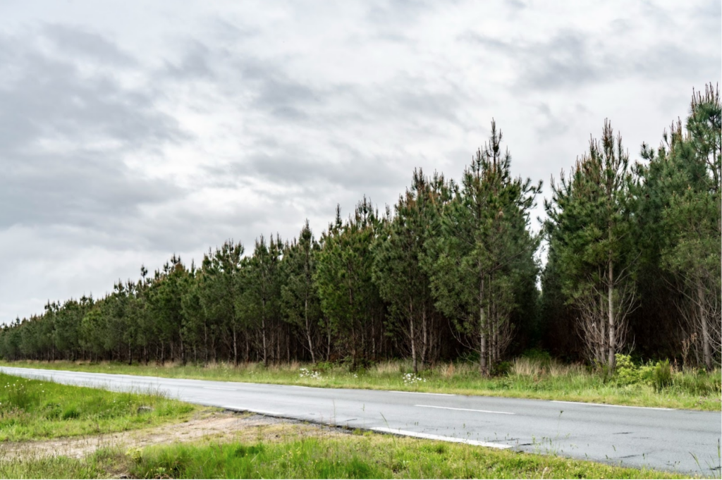 Monocultures of maritime pines in Les Landes. | Photo: ©ERIKA DI BENEDETTO
