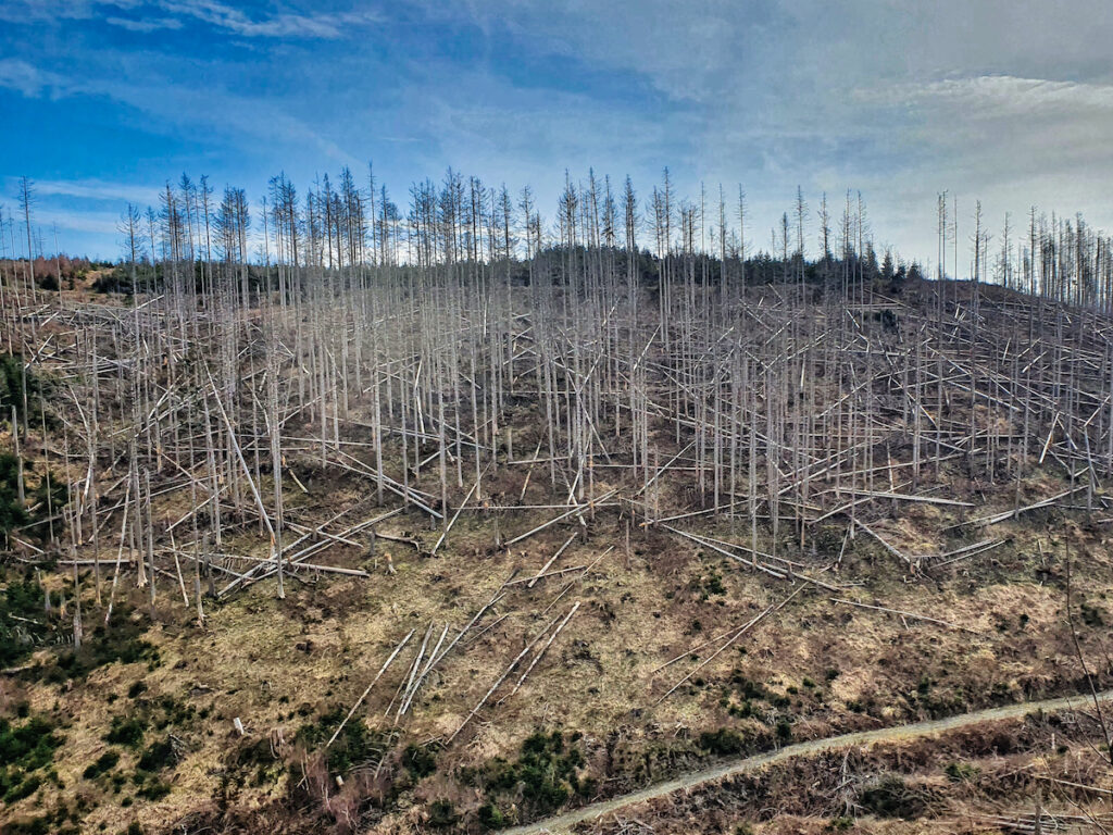 Like a Mikado game: Dead spruce trees | Photo: Kai Rüsberg