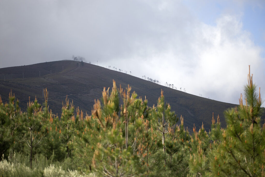 Maritime pine, Portugal’s second most common forest species, can be cut every 40 to 60 years, while eucalyptus is a short-cycle species that can be cut at 10 to 12 years of age | Photo: ©JOSÉ SERGIO.jpg