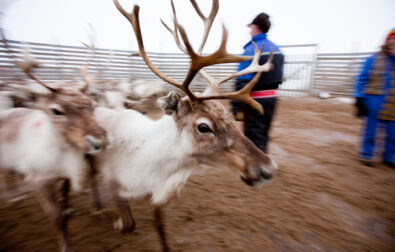 Large reindeer (Rangifer Tarandus) during herding, Finnmark, Norway