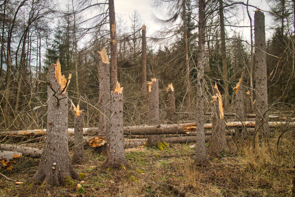 Victims of the wind: Broken spruce trunks on the Harz high plateau | Photo: Kai Rüsberg