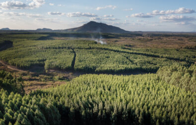 Eukalyptusplantagen im Bezirk Gondôla, Manica, Mosambik. | Foto: ©Juan Maza Calleja