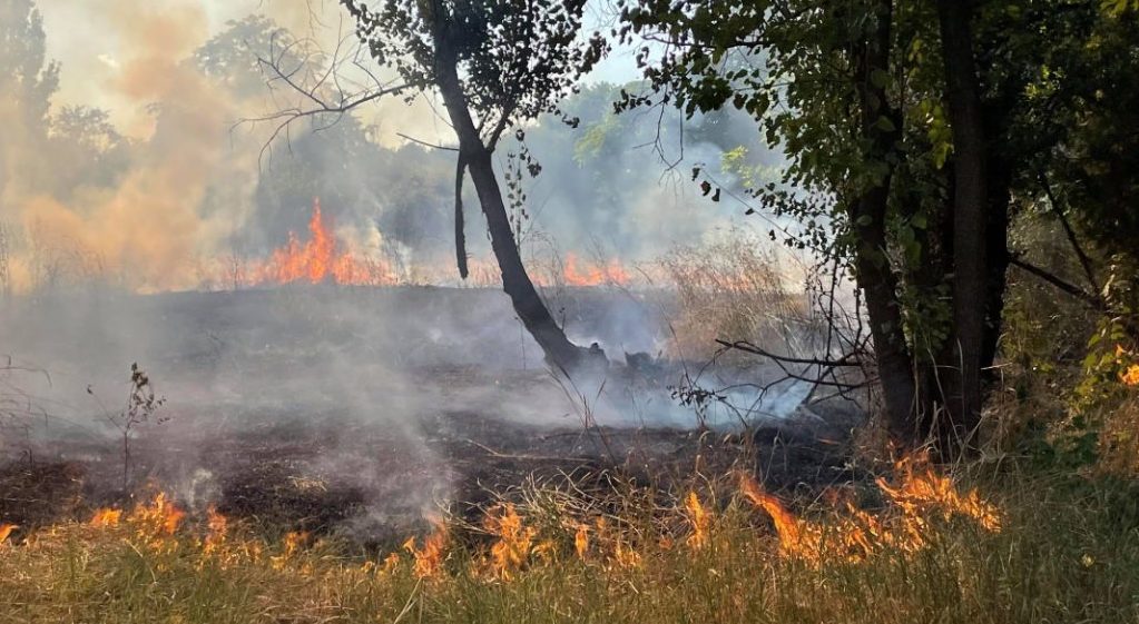 IOR Park fire, Bucharest, Romania. | Image via Facebook group ‘aici a fost o pădure/aici ar putea fi o pădure’