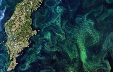 Algae bloom around Gotland, Sweden | ESA