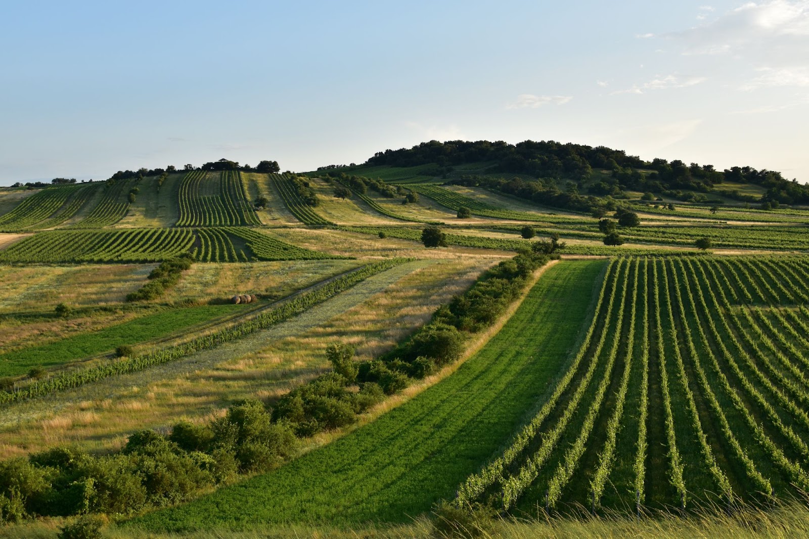 Agricultural landscape in the Austrian state of Burgeland, winner of Europe's 2023 best organic region award. | Photo: Agne Rimkute, 2024.