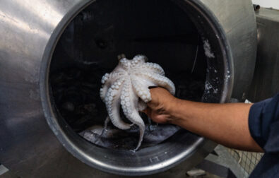 Octopus maya being washed and cooked for export in Yucatan, Mexico. l Photo: Paola Margu