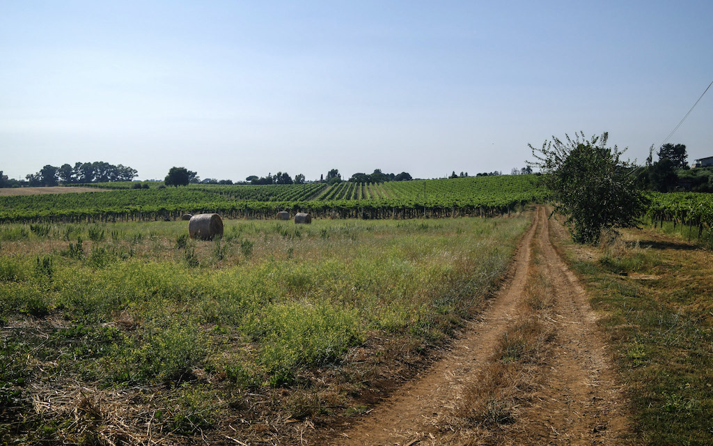 I terreni dell'azienda agricola Certosa. | Foto: ©Anna Coccoli