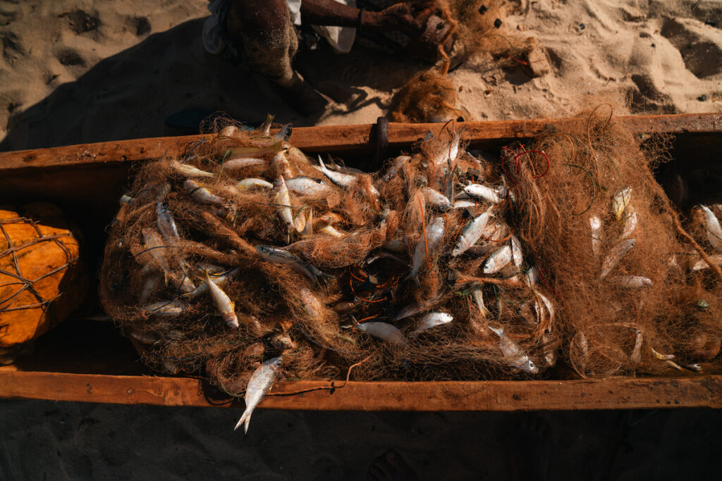 Small-sized fish caught in the nets of traditional Vezo fishermen in Itampolo, south-western Madagascar. | Photo: © Niccolò Natali 
