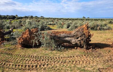 One of the olive trees uprooted for the installation of solar panels on a farm on the outskirts of Lopera