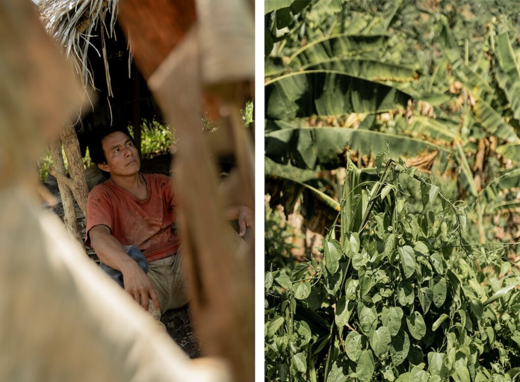 Alfredo, un agricultor kichwa de 39 años y la planta de sacha inchi, en la Comunidad Solo, Río Mayo, Perú. Agosto de 2025. | Photo: ©Anita Pouchard Serra