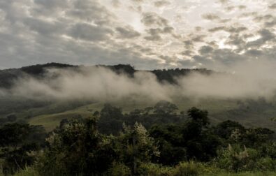 Sacha Inchi and the biopiratery