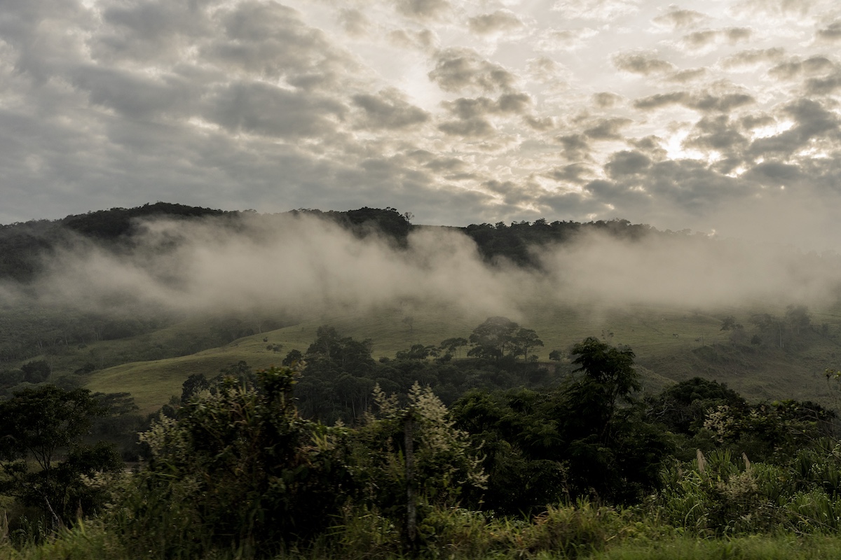 Sacha Inchi and the biopiratery