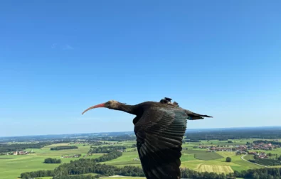 Bald ibis in filght Waldtrappen