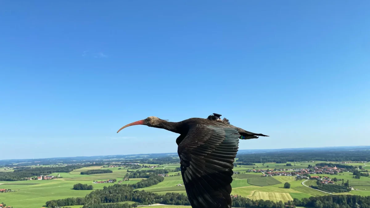 Bald ibis in filght Waldtrappen
