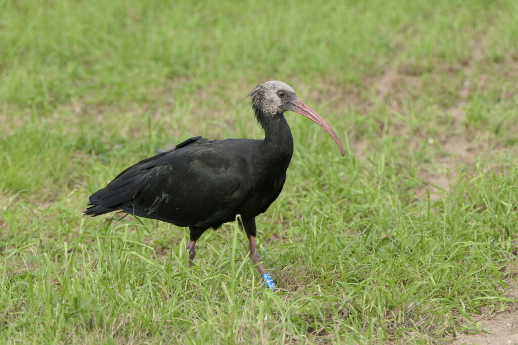 Northern bald ibis
injured but safe, thanks to its GPS | Photo: Marta Abbà