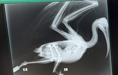 Ibis_radiografia_marta_abba copy