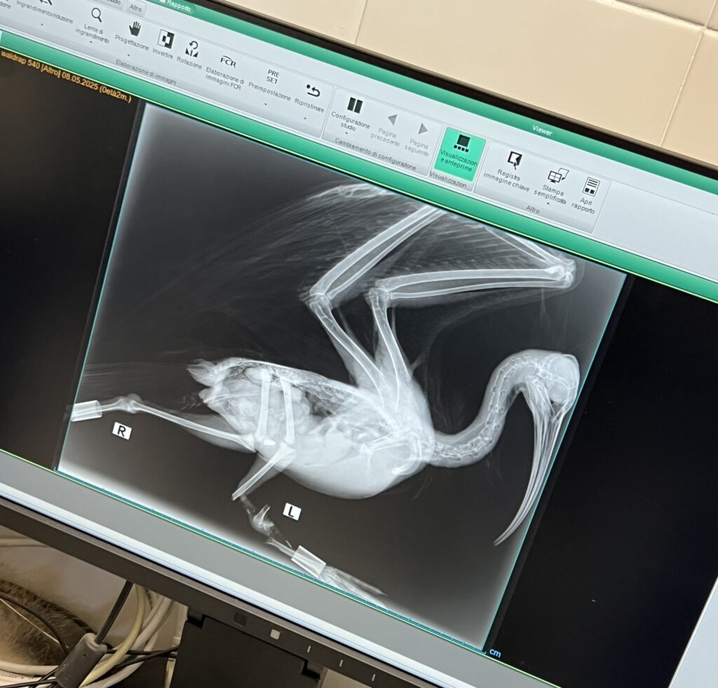 X-ray of a northern bald ibis taken at the centre run by Dr Pesaro.
| Photo: Marta Abbà