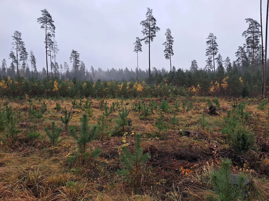Auf dem Weg zum Naturschutzgebiet Valgesoo. Das Mosaik der Waldweidewirtschaft prägt das Landschaftsbild entlang der Wege durch Estland (einschließlich der Wanderwege). | Foto: © Johana Černochová