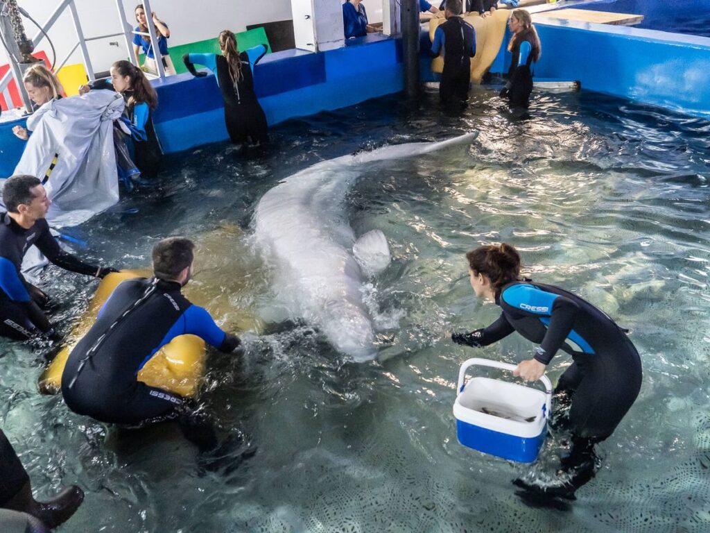 El momento en que una de las belugas rescatada de Ucrania llegó al Oceanogràfic en Valencia.(Oceanogràfic Valencia)