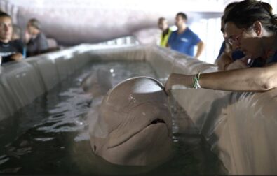 A vet attends to one of the belugas upon its arrival in Valencia (Oceanogràfic Valencia)