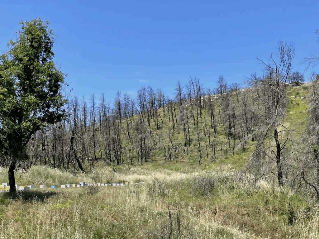 Ein verbrannter Wald auf der griechischen Insel Evia. | Foto: MIIR