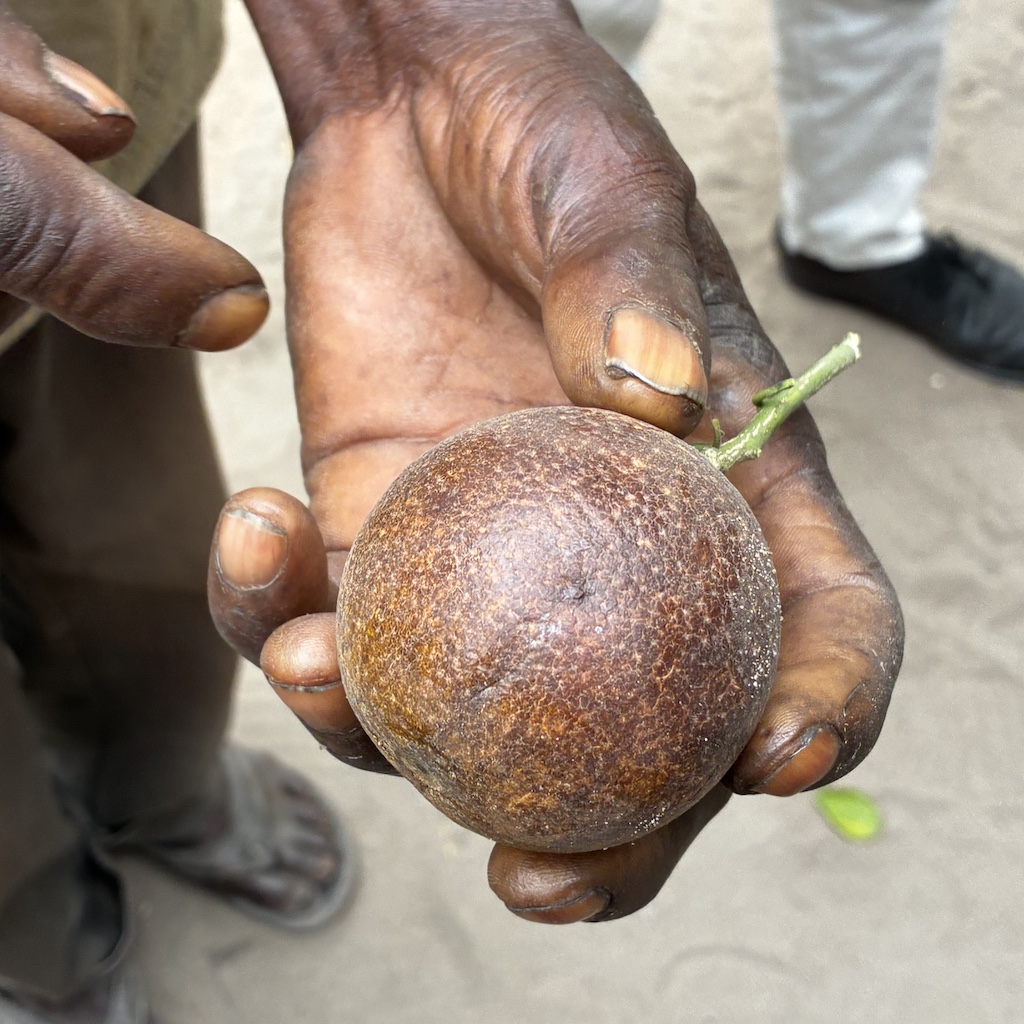 The impact of crude oil contamination on local food supplies: blackened fruit trees, ruined oranges, and spoiled fermented cassava infested with insects. | Photo: ©Giorgio Michalopoulos.