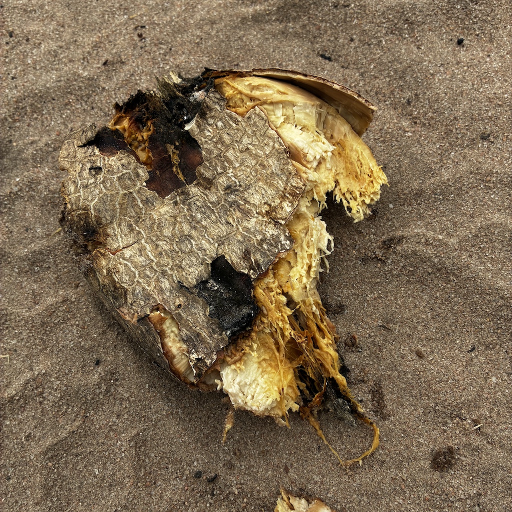The impact of crude oil contamination on local food supplies: blackened fruit trees, ruined oranges, and spoiled fermented cassava infested with insects. | Photo: ©Giorgio Michalopoulos.