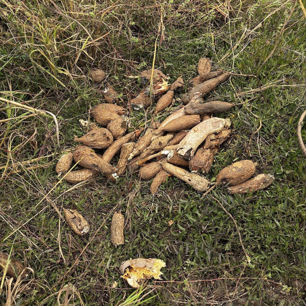 The impact of crude oil contamination on local food supplies: blackened fruit trees, ruined oranges, and spoiled fermented cassava infested with insects. | Photo: ©Giorgio Michalopoulos.